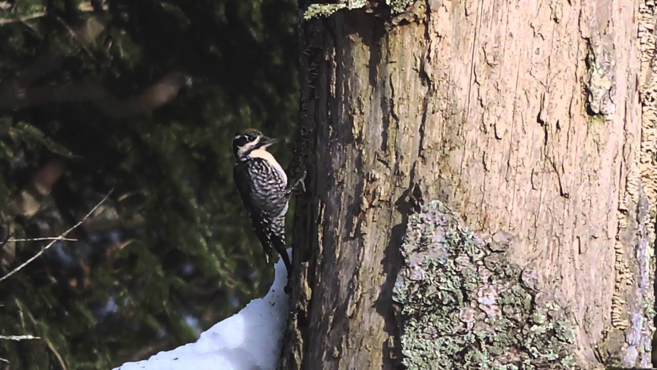 Three-toed Woodpecker (Picoides tridactylus) - male, Slovenia, Nov 2015