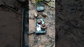 Finding millipedes and snails and egg #millipede #egg #snail
