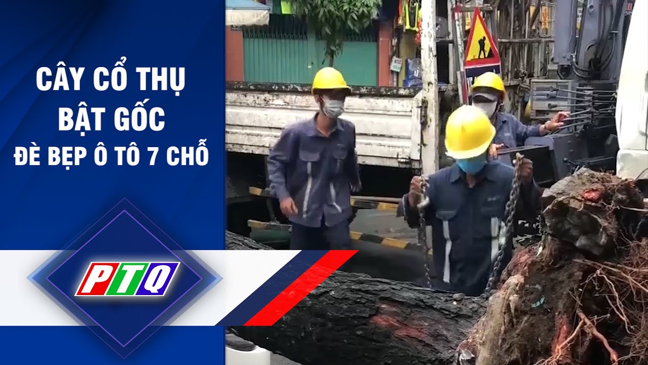 Cây cổ thụ bật gốc đè bẹp ô tô 7 chỗ | PTQ - youtube