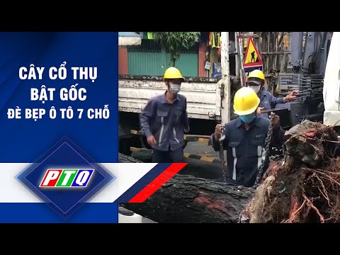 Video Cây cổ thụ bật gốc đè bẹp ô tô 7 chỗ | PTQ - youtube