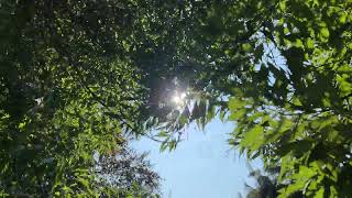 Cut-leaf beech - branches, twigs & leaves in the sun - August 2024