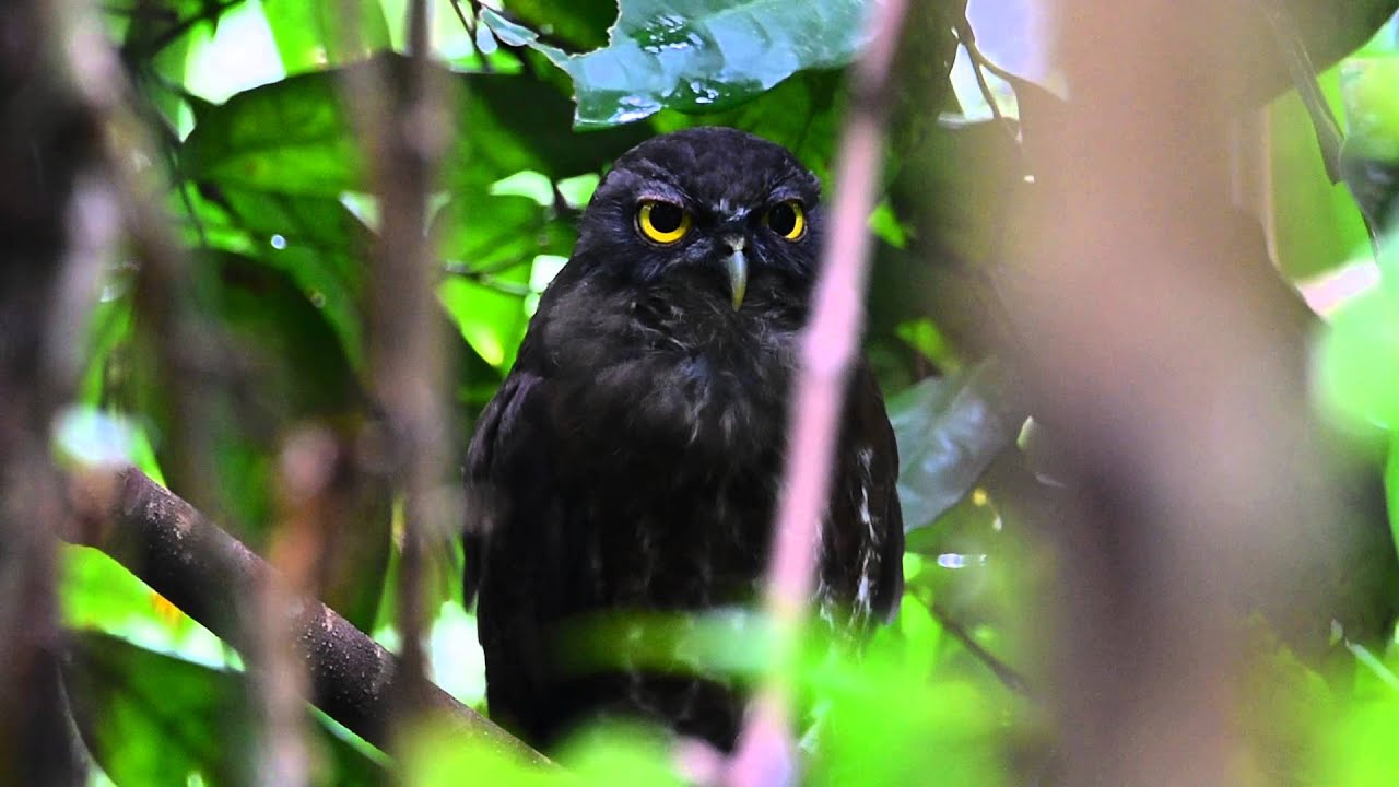 Brown Hawk Owl Calling 