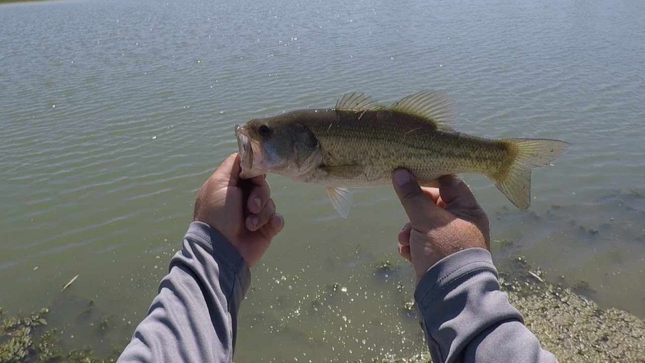 Charlie Brewer Slider! Its a great lure! Corn stalks falling from the sky?