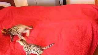 Бенгальские котята.Продажа. www.bengalocat.com Бенгальские котята.Продажа. www.bengalocat.com