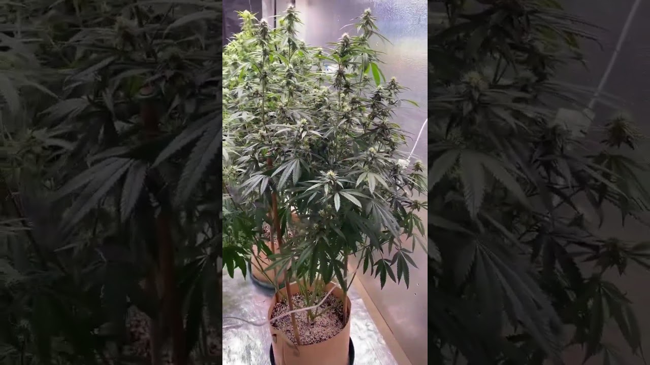 From Clone To Flower / Snoop Dogg Would Be Proud 