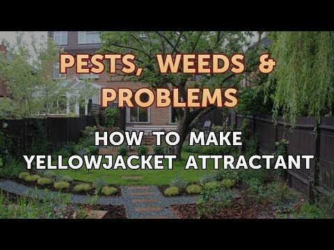 How to Make Yellowjacket Attractant
