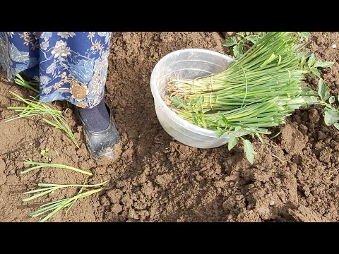 Video: Hurdalardan veya Tohumlardan Büyüyen Pırasa - Pırasa Nasıl Yayılır