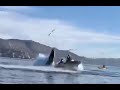 Humpback whale almost swallows kayakers near Avila Beach - California