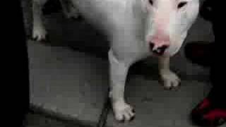Bullterrier-Bullet