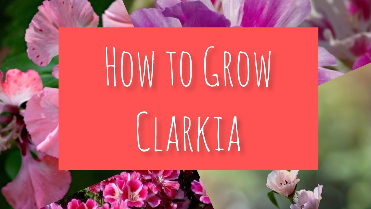 How to Grow Clarkia (Godetia)