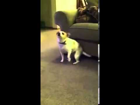 ** Hund lässt Popo wackeln **