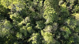 Jalan Jalan Menyusuri Hutan Kota Buol Sulteng Menggunakan Drone #KotaBuol #videoudara #videodrone4k