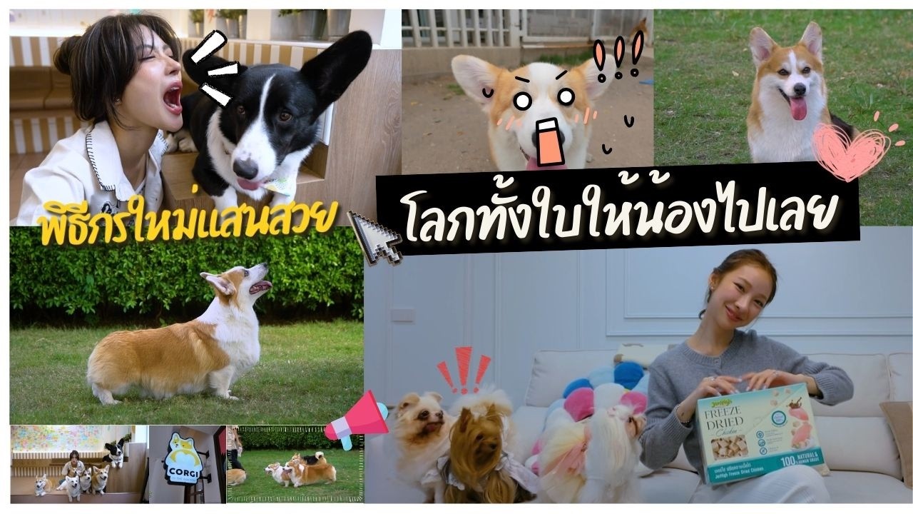 Представляем вам нашу прекрасную и очаровательную ведущую, которая любит животных больше всего на...