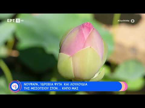 Νούφαρα, υδρόβια φυτά