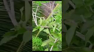 Download Lagu sarang burung kapasan kemiri ada anakannya MP3