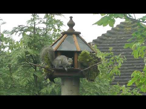 Squirrels And Bird Boxes In Sunninghill Youtube