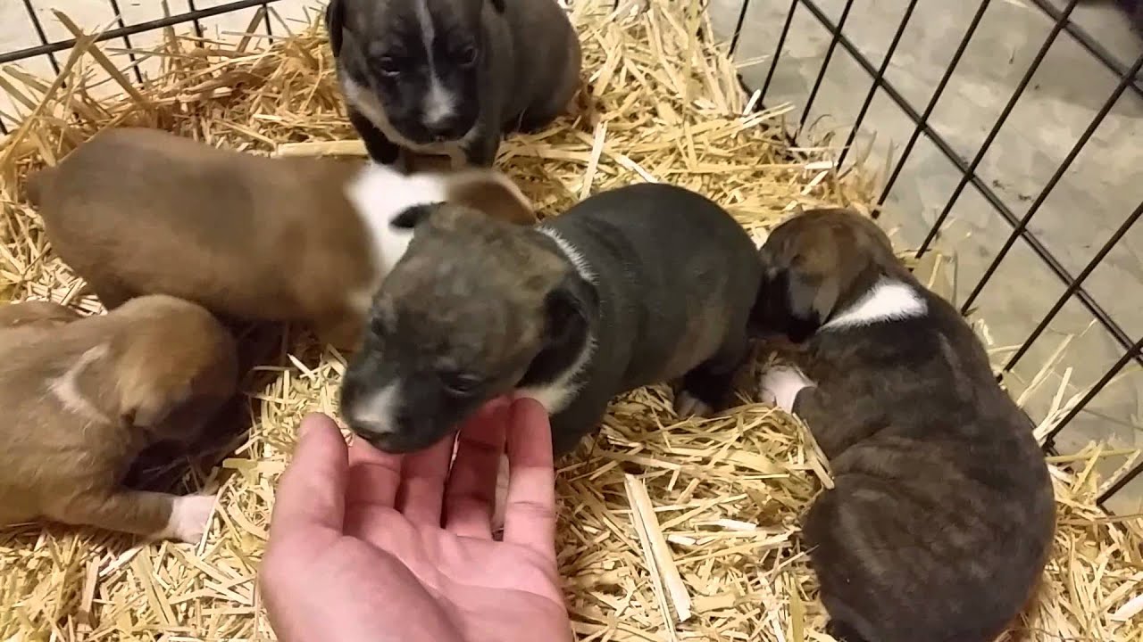 Cypress Creek Kennels Atomic Pups YouTube