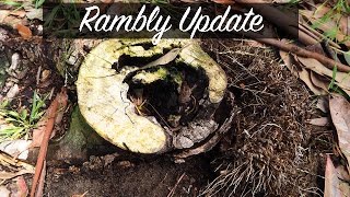 A little rambly update for 2017!