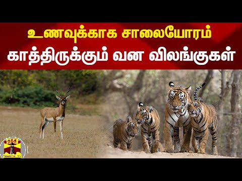 உணவுக்காக சாலையோரம் காத்திருக்கும் வன விலங்குகள்