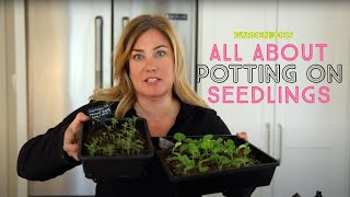 Potting on oodles of seedlings