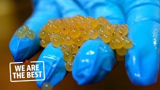 Arctic Char Eggs From Whitehorse, A Guarantee Of Quality For Fish Farmers We Are The Best