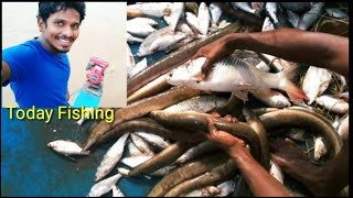 Today Lot Of Bommidayilu & Fish.. Hunting..in My Nets.. Super Location At Marriveedu, Eleswaram.