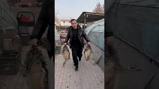 Happy Rural Life Starts Here Raise Ostriches Anywhere