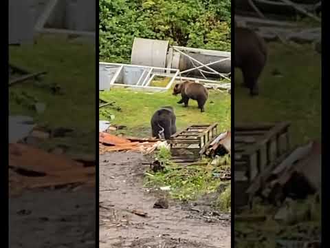 Brown Bear Tapeworm Shake