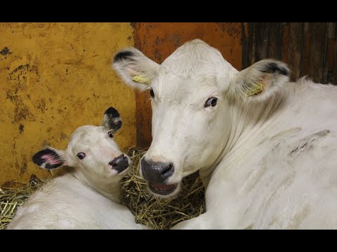 Video: Mikä On Tuottava Maatila