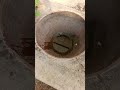 snake dangerous #snacks #snakevideo #snakehead 🙄🙄🙄🙄🙄