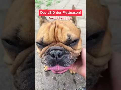 Video: Niedliche französische Hundenamen für ein Papillon oder eine französische Bulldogge