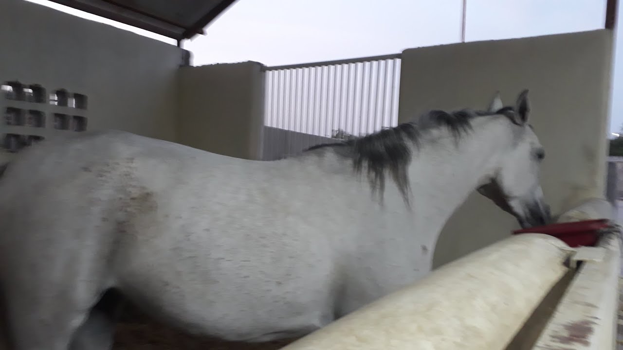 Qhorse riding equipment qatar beautiful Horse YouTube