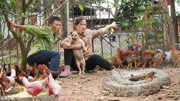 Unbelievable! Giant Python Invades 1,000 Chickens on Farm While Harvesting Melons for Market Sale!