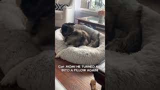 Dog Sits On Cat's Face In Their Bed