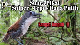 🔴 Suara Sniper atau Tepus Dada Putih Paling Ampuh untuk Pikat Dan Pancingan