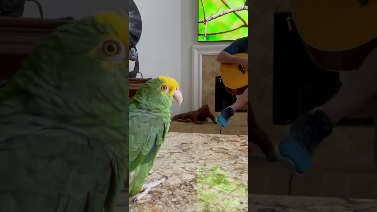 Bidibidibidibidi Sun