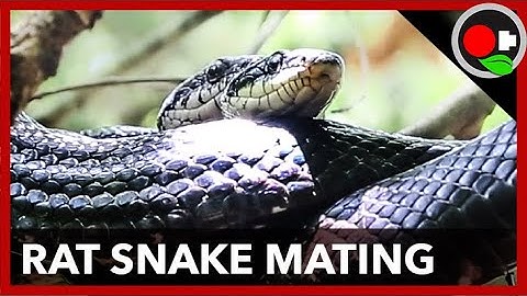 Rat Snake Mating Facts (Warning: Some Graphic Content)