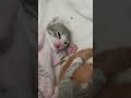 Katzenvideo - Hände hoch