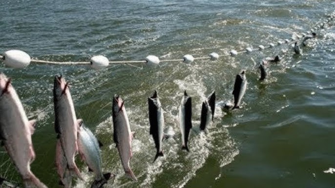 Amazing Automatic Longline Fishing Net Catch Giant Fish - Awesome big  catching on the sea 