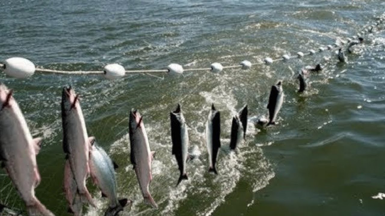 Everyone should watch this Fishermen's video - Amazing Automatic Net  Fishing Line Catching Big Fish 