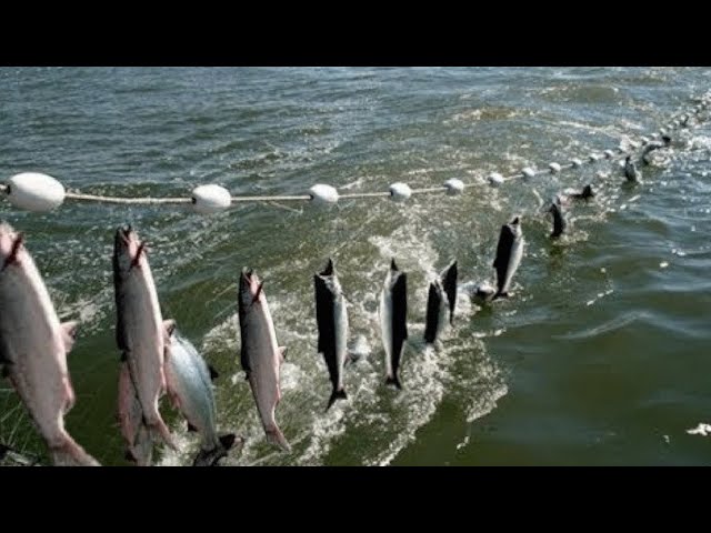 Everyone should watch this Fishermen's video - Amazing Automatic Net  Fishing Line Catching Big Fish 