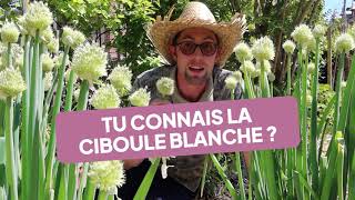 Tu Connais La Ciboule Blanche ? Une Cousine Xxl De La Ciboulette