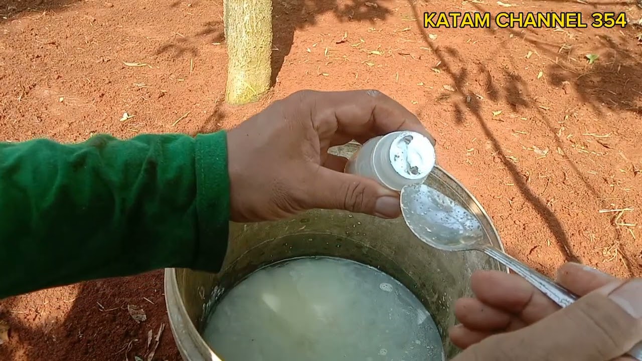 CARA MENGOBATI POHON DURIAN  KERING PUCUK DAUN ‼️PENGALAMAN BOSS AGUS WIDODO PETANI DURIAN