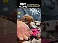 海外でバズったビビリなわんちゃん