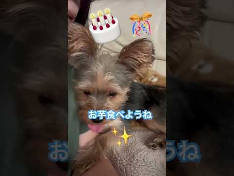 本日1歳の誕生日BOYのヨークシャーテリア #そら #可愛い #1歳