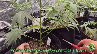 RQS Wedding Cake, Gorilla, Kush, Special Queen Auto Week 5