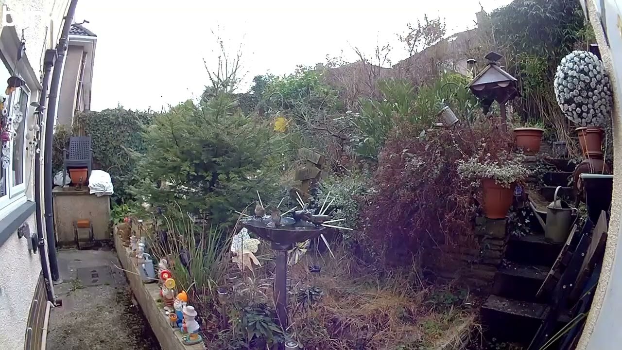 Birds In the birdbath in the garden having fun