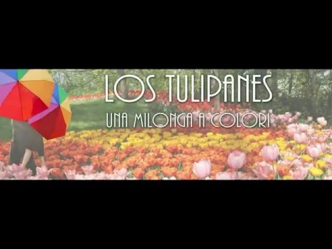 promo los tulipanes - una milonga a colori
