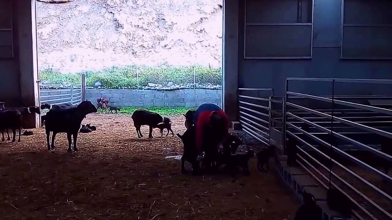 Cabras murcianas en Saravillo