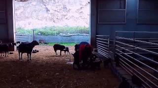 Cabras murcianas en Saravillo